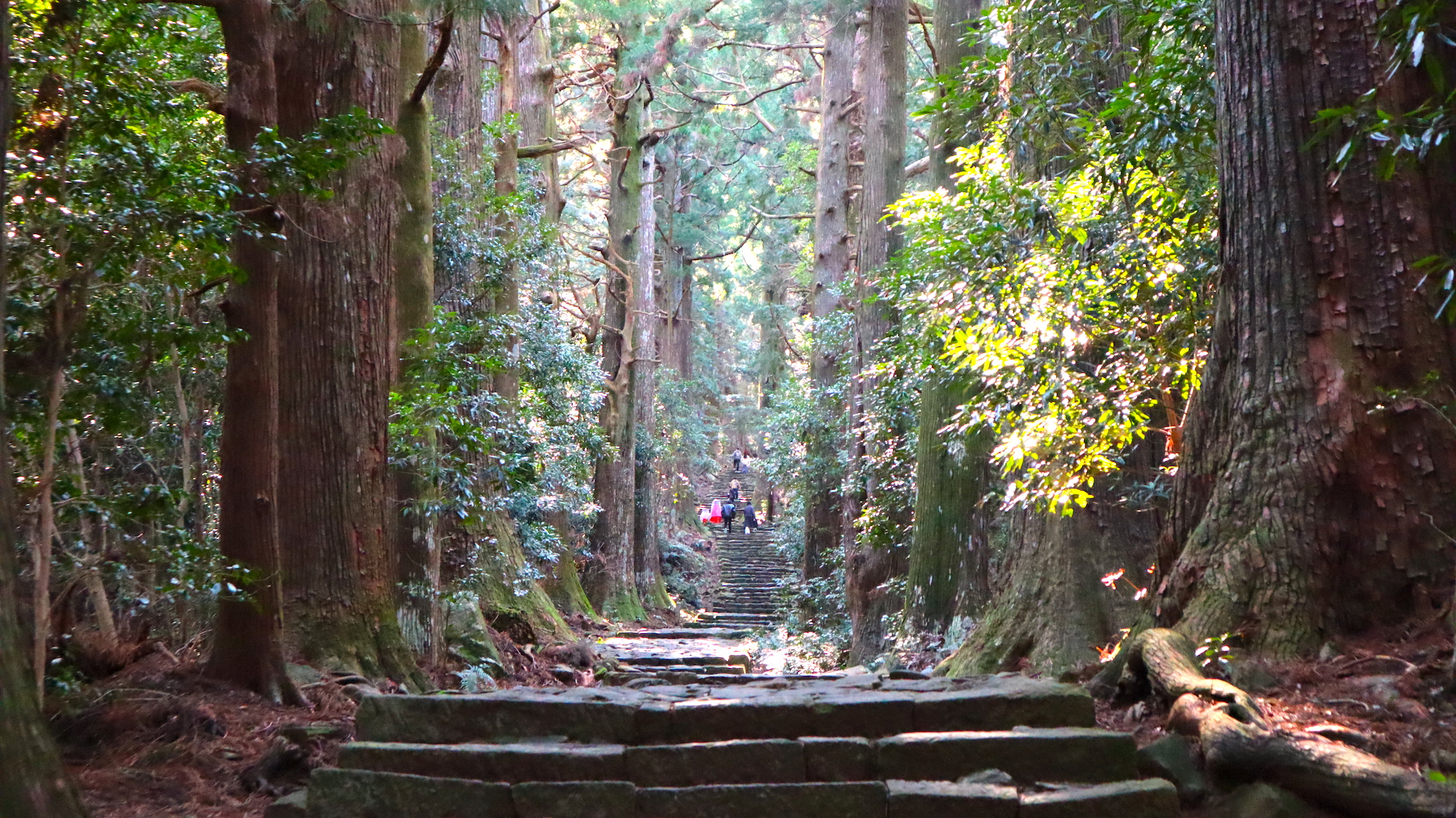 熊野古道 中辺路 杉木参道